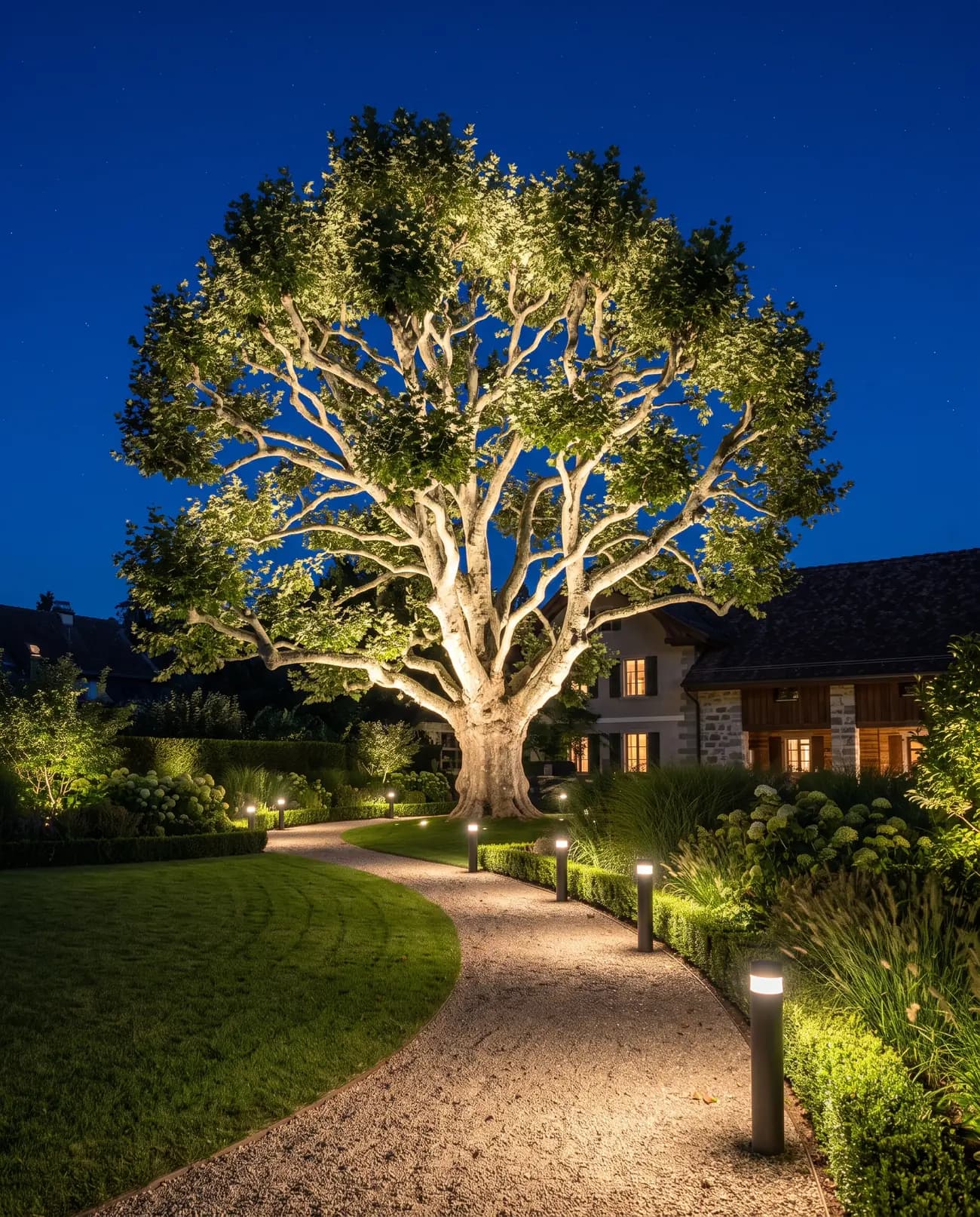 Platane centenaire éclairé par le bas, allée de gravier bordée de bornes lumineuses