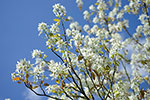 L’amelanchier rotundifolia