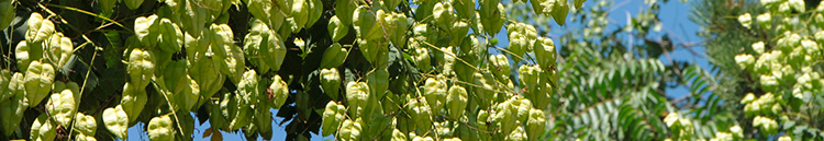 Le koelreuteria paniculata